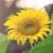 Sunflower的頭像