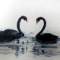 black swan-La Lune的頭像