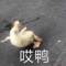 長風.的頭像