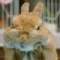 no	rabbit的頭像