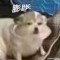 的頭像