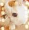 Happy的頭像