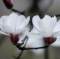 `					magnolia的頭像