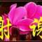 安靜的頭像